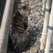 ショコラ