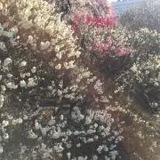 lilyの画像
