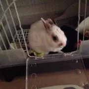 せにょーる