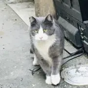 cocoの画像