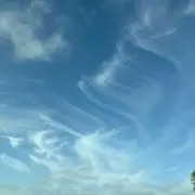 リンゴの画像