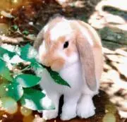 華うさぎ