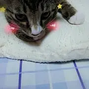 こむぎの画像