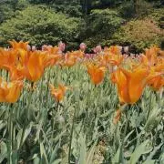 しらすの画像