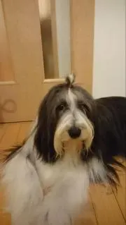 マネの画像