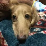 びーちゃん