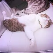 のの画像