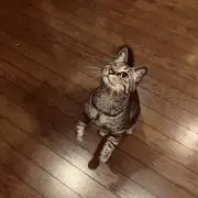 さくにゃんの画像