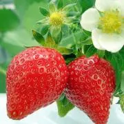 Strawberryの画像