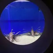白猫ハピネスの画像