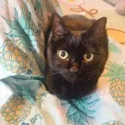 POCHIの画像
