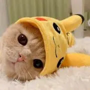 からしの画像