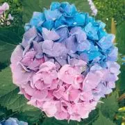 Shop_Lunageの画像