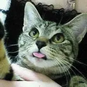 おしゃれキャット♡