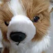 わんこの画像