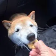 一般人