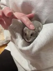 蝉丸