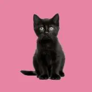 nyan_nyanyanの画像