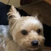 きちの画像