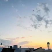 【土日配送❌】コナの画像