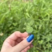 ちせの画像