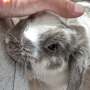 きおこの