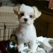 ごるまるみっくすの画像
