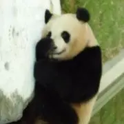 ヨーコ