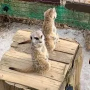うずまきとろん