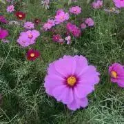 よしこの画像