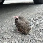 タコベー