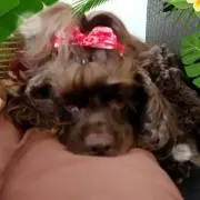 アメコ