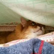 白