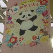 のんの画像