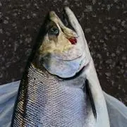 のりの画像