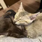 ちゃすころ
