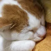 あかり
