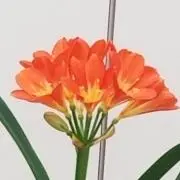 明ちゃん