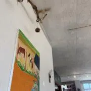 nanaの画像