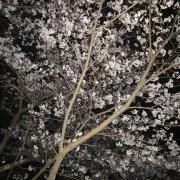 みーの画像