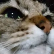 みゃあ