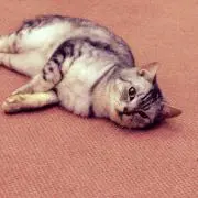 akincoの画像