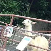 かーん　7月15日〜7月17日は発送不可の画像