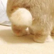 えだまみの画像