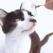 あんこ餅