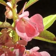 ユッコの画像