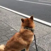 ぽんたの画像