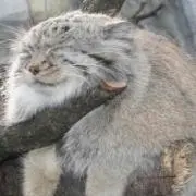 にのくす