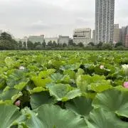 ハローJPCNHBWH 値下げ交渉可の画像