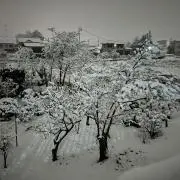 ソーの画像